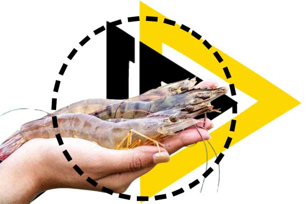 siapa-kami-pt-ika
